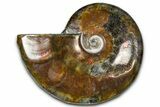 Polished Red Flash Ammonite (Cleoniceras) Fossil - Madagascar #367707-1
